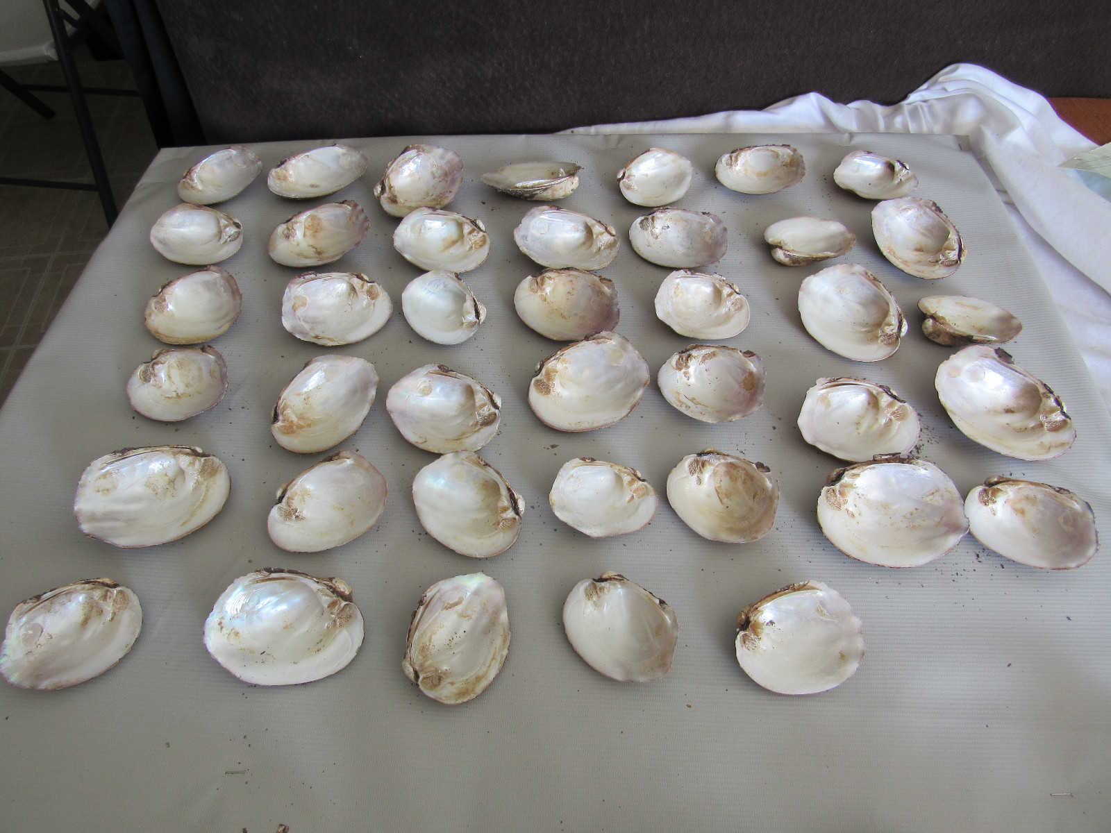Set of 40 Fifty Year Stock Mother of Pearl Unpolished Freshwater Mussel Shells