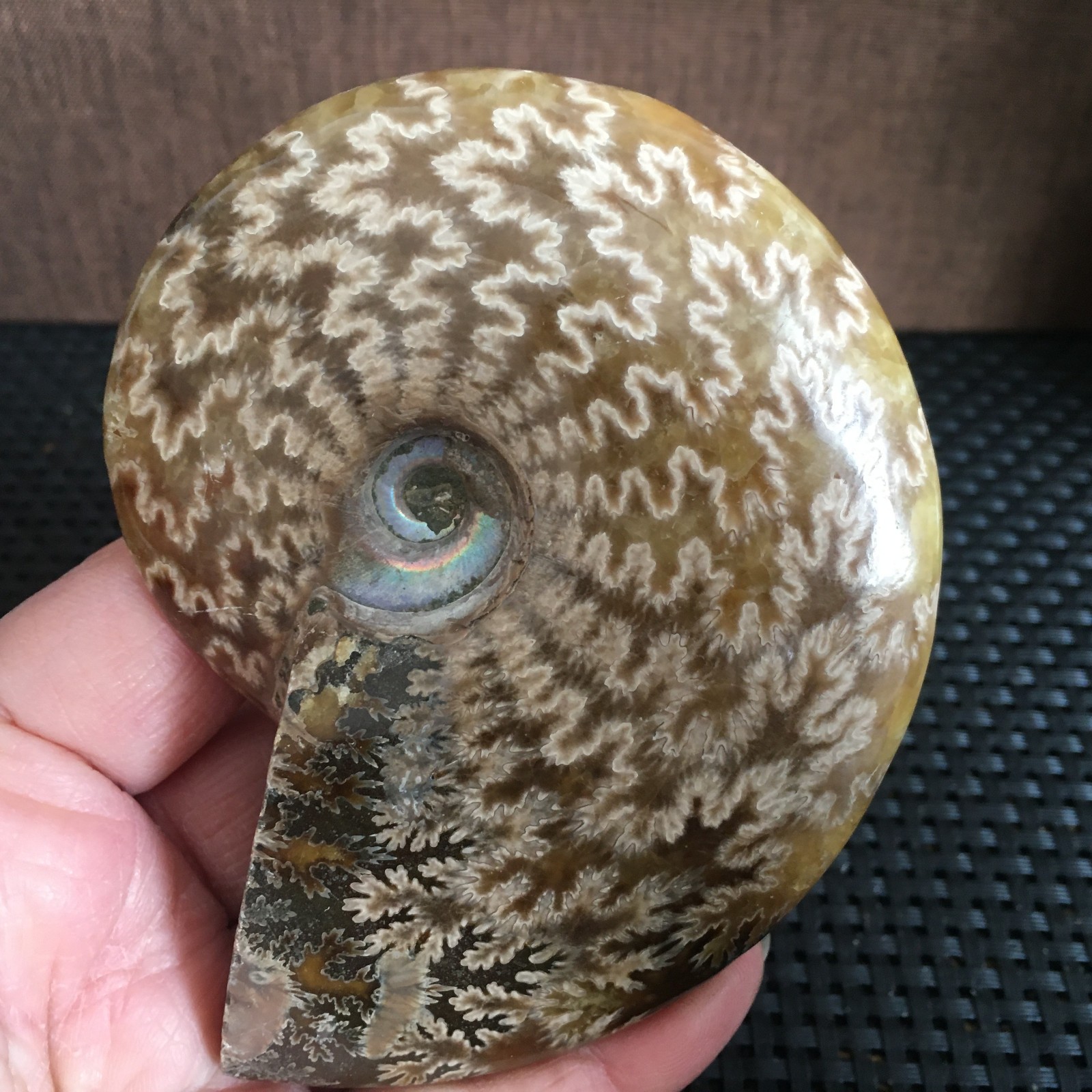 239g Natural polishing  Ammonite crystal specimens   fb1027