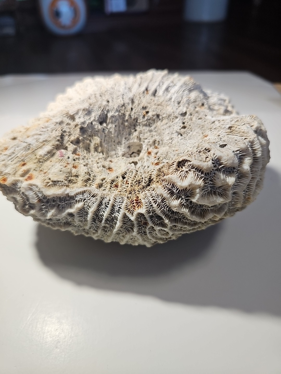 Fossilized Brain Coral, Diploria Labyrinthiformis 6+ inches