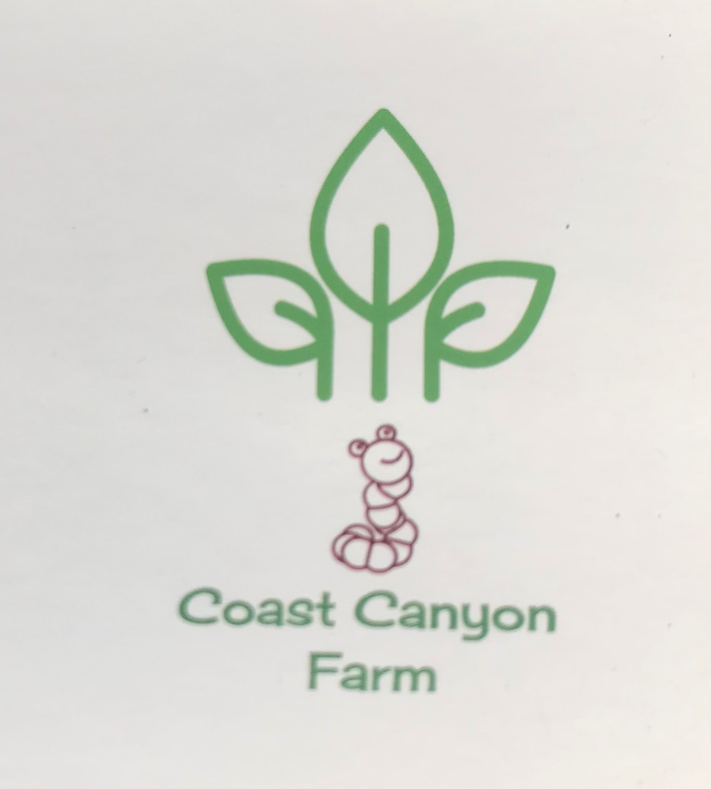 Red Wiggler Composting Worms