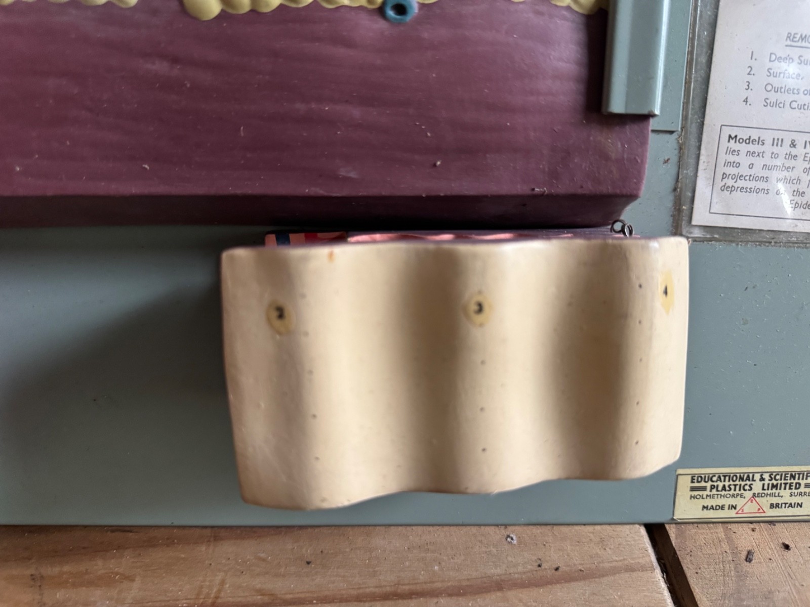 Vintage anatomical model of SKIN Hair follicle & sweat glands