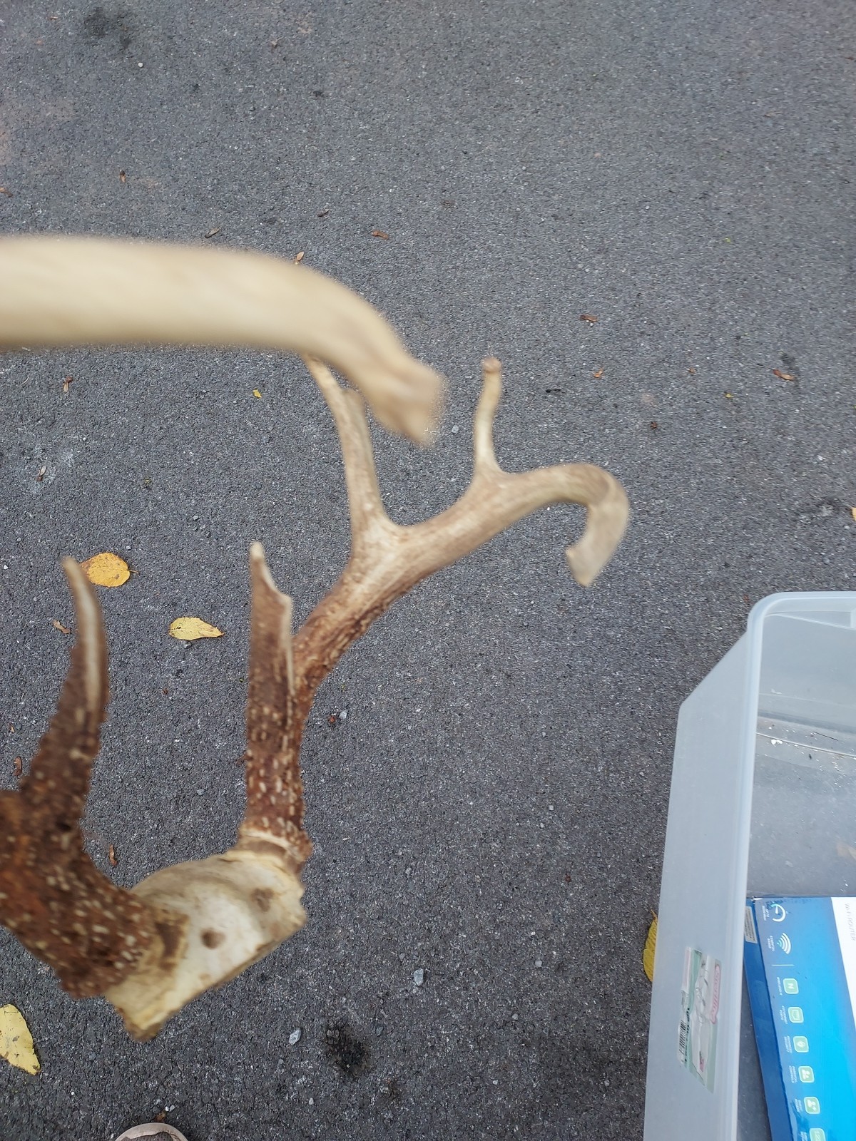 Vintage Unique 12 Point White Tail Deer Antlers