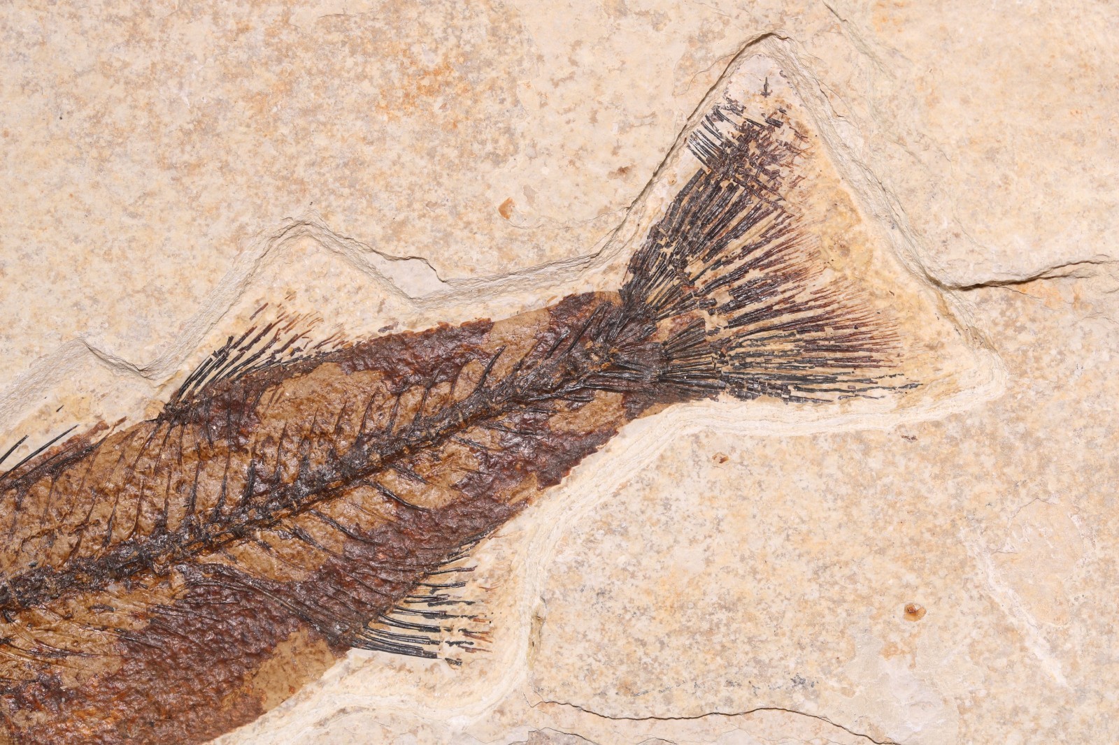 5.2" Mioplosus Fossil Fish Fossil Lake Green River Fm Wyoming WY COA 11858