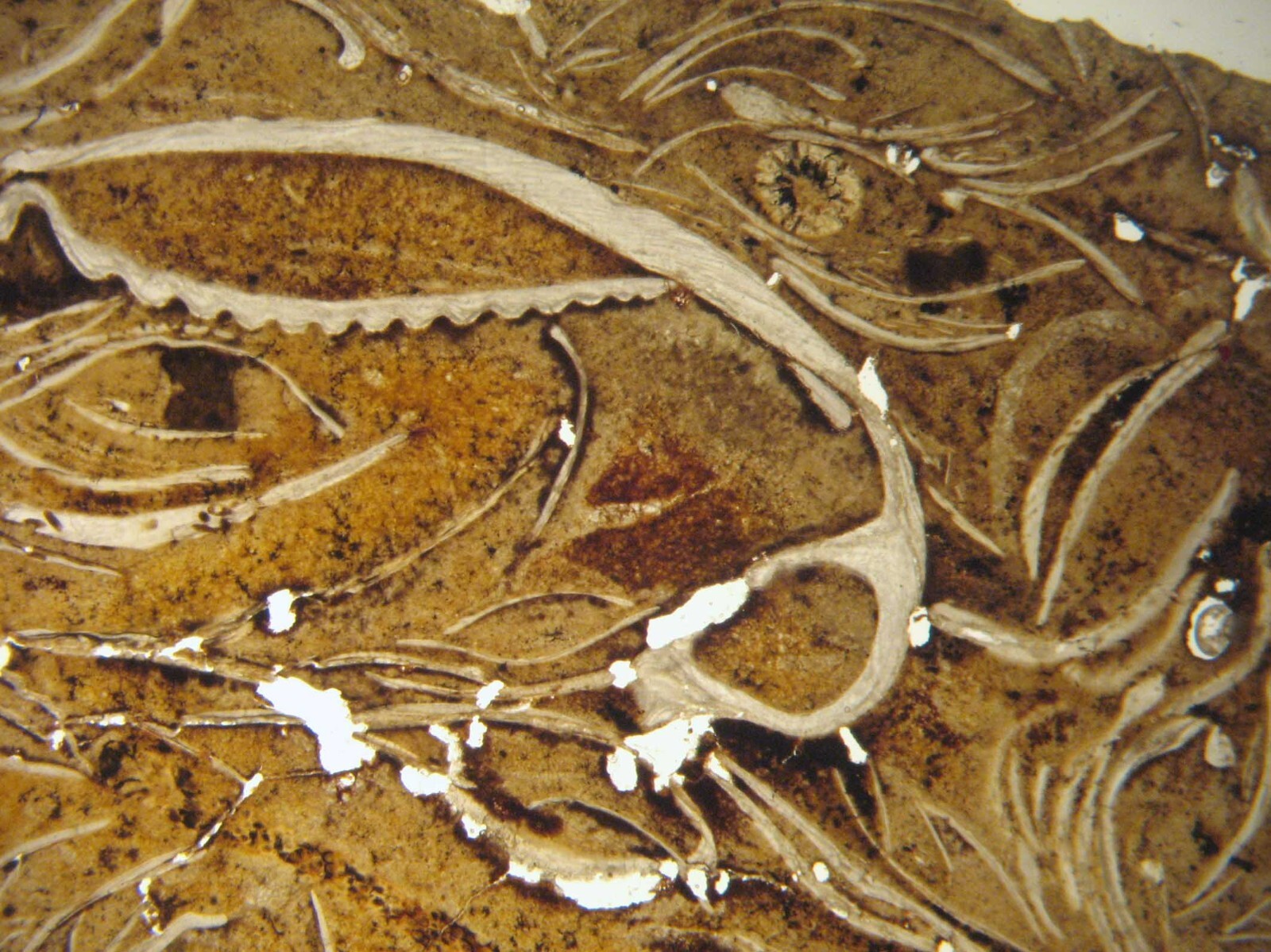 Geological Rock Formation & fossil Thin Section collection 100 slides in case