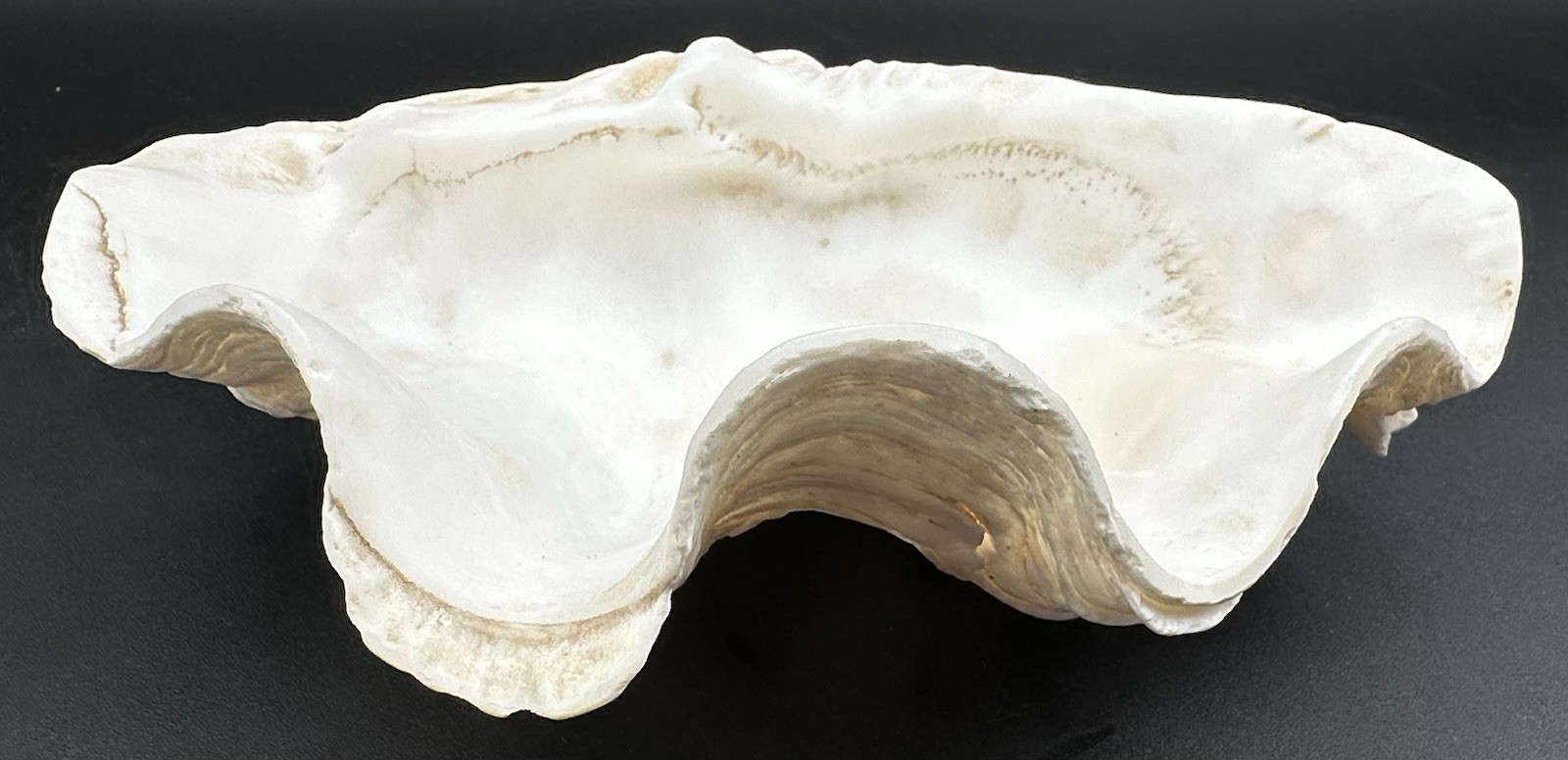 Giant Clam Sea Shell Tridacna Gigas 8 by 5 1/4 Inch Scalloped Natural 610 Grams