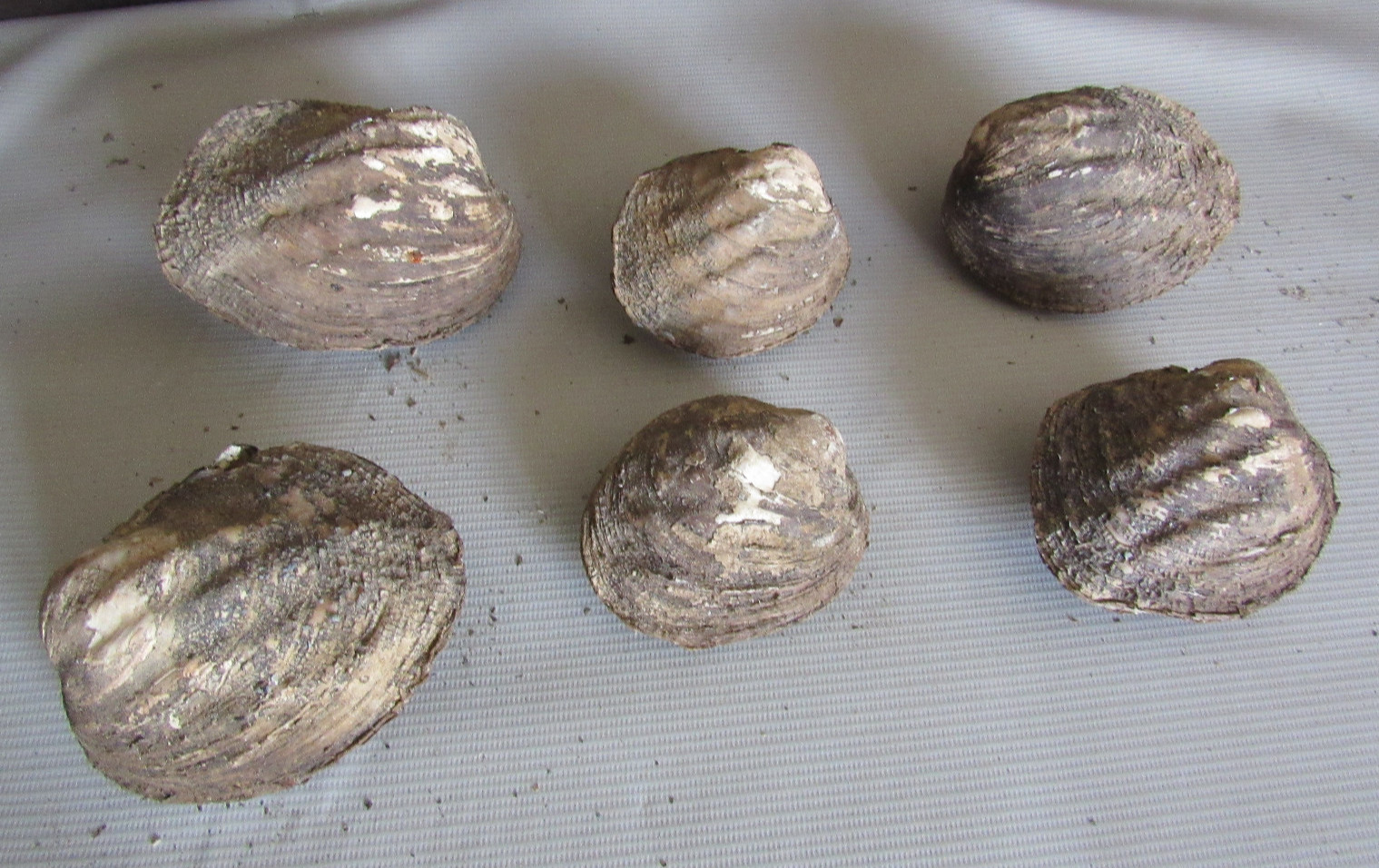 Set of 6 50 Year Old Stock Matched Whole Mother of Pearl Freshwater Mussel Shell