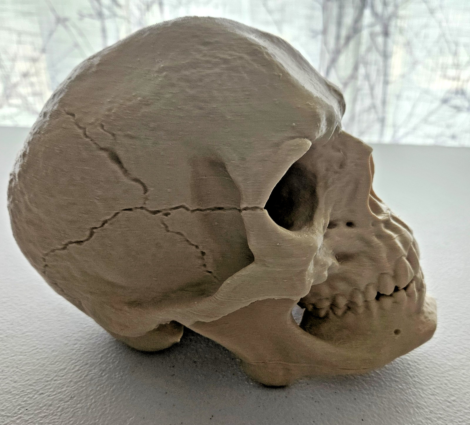 Large 3D Printed Human Skull 8 inch • Bone Color • Realistic Artistic Model