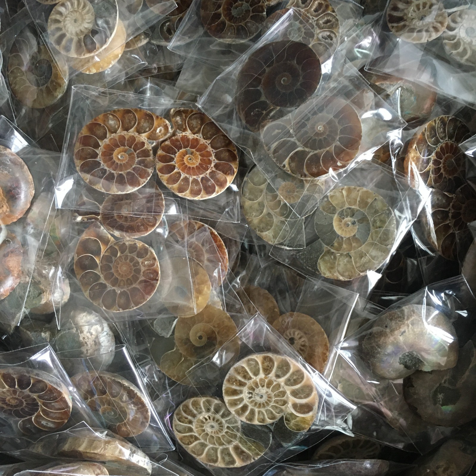 50 pair of Split Ammonite Specimen Shell Healing Madagascar 02