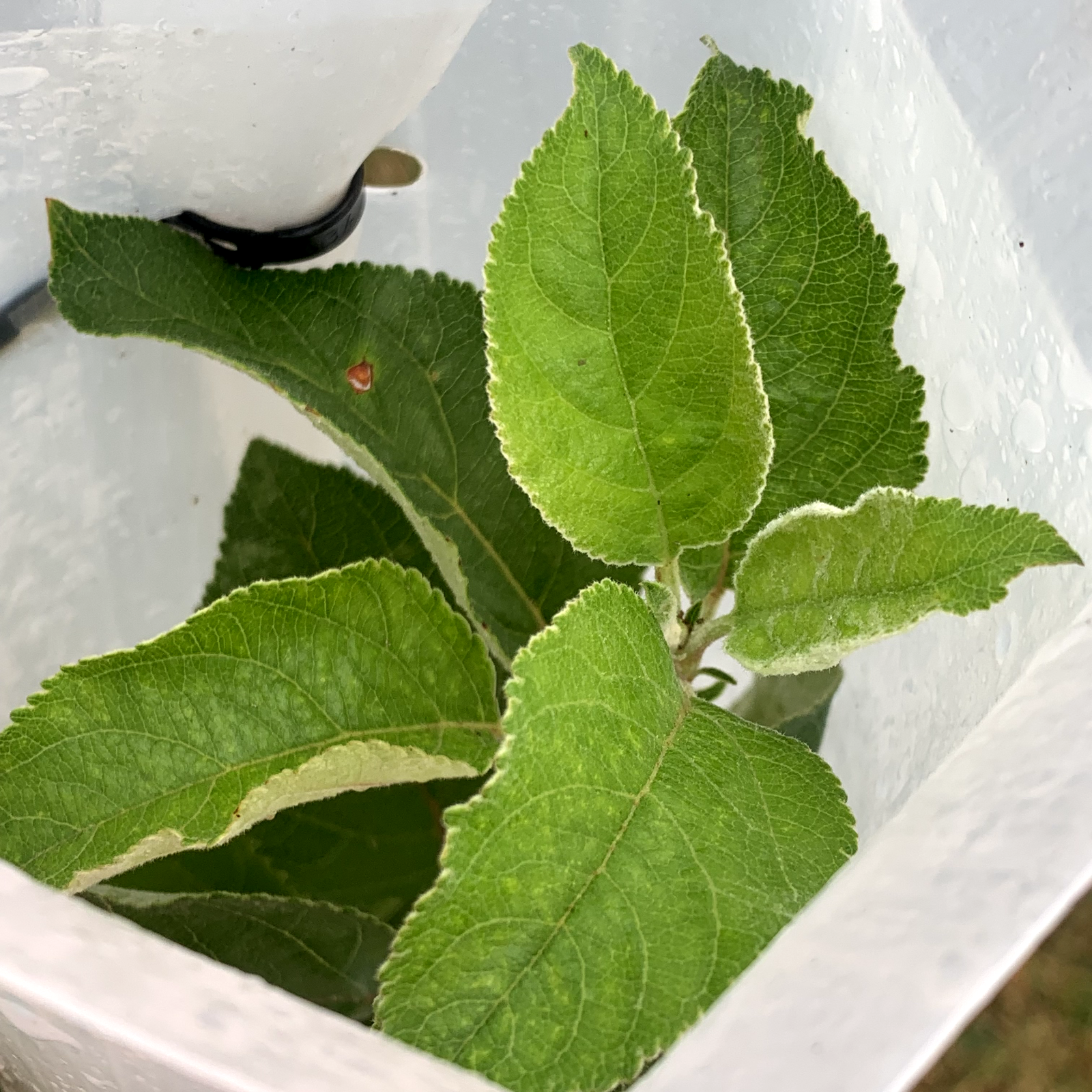 5 USA Made 12"-72" TREE PRO GROWTH SHELTER WILDLIFE GUARD TUBE PROTECTORS-Split