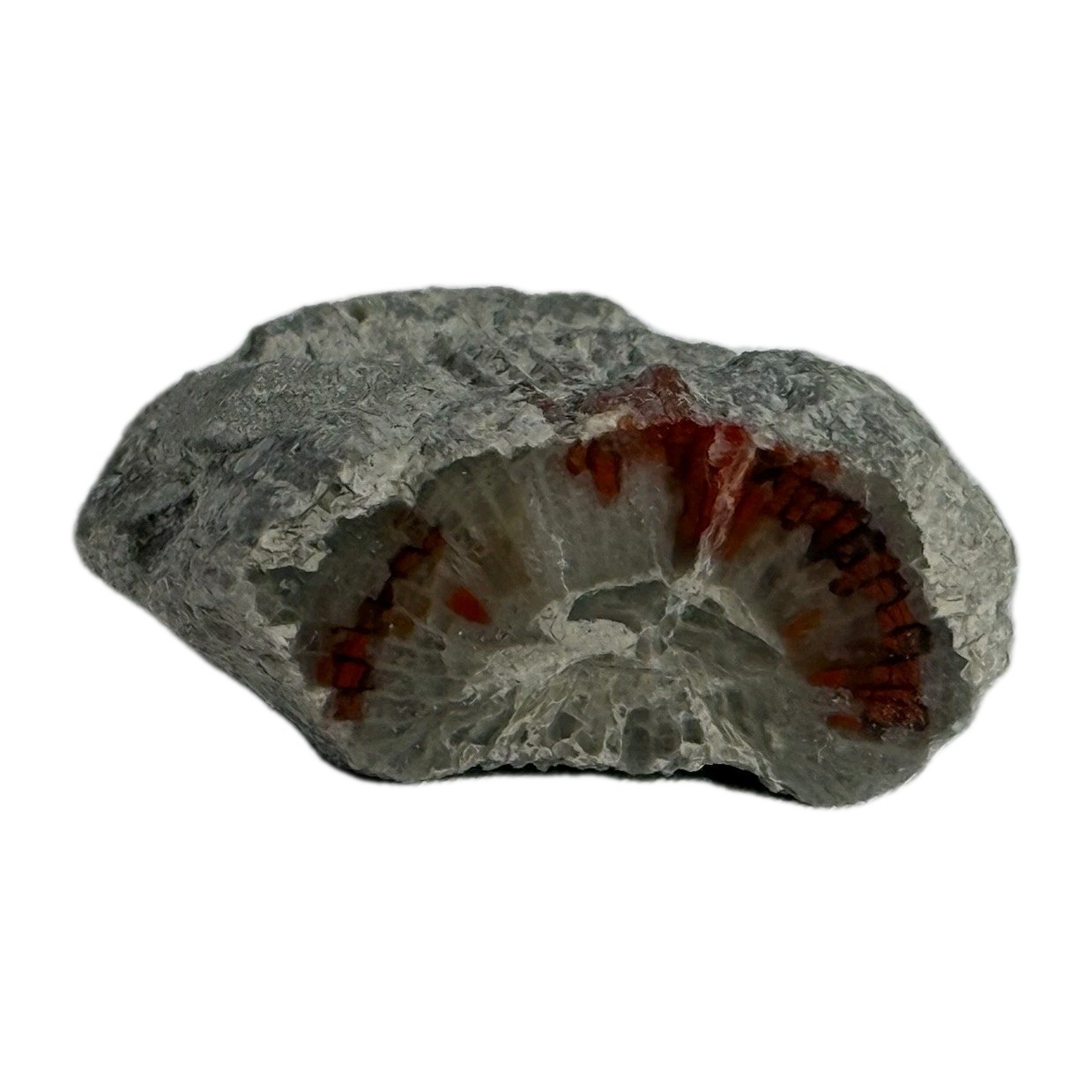 ~28 grs Polished Red Horn Coral Riley's Canyon, Utah Fossil Rugosa / display cab