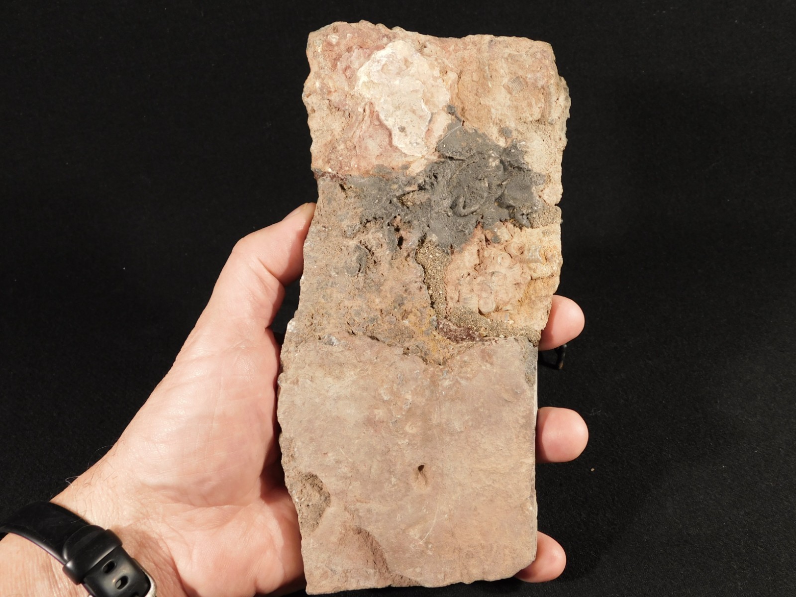 LARGER! 430 Million Year Old! CRINOID Fossil or Sea LILY Fossil Morocco 686gr