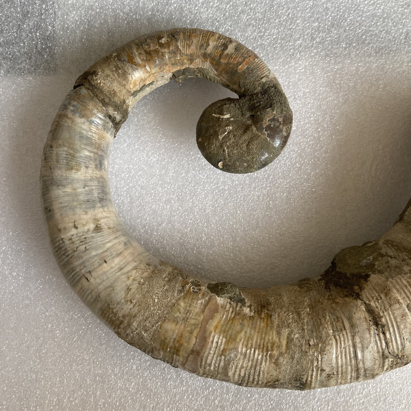 1242g215mm Big Repaired Ancyloceras Ammonite Fossil Sutures Crystal Display Mad