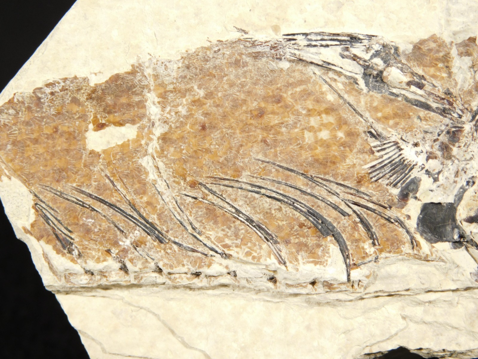 TWO! 100% Natural Knightia FISH Fossils From Wyoming! 282gr