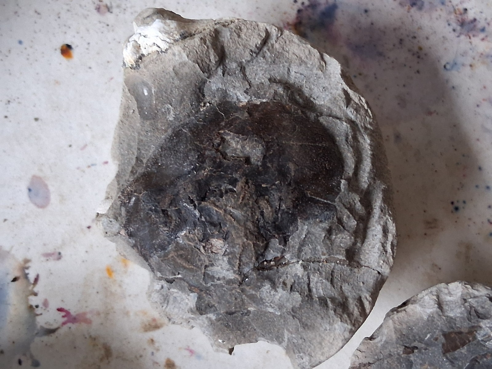 15 Unfinished Crab Fossil Lot Washington State