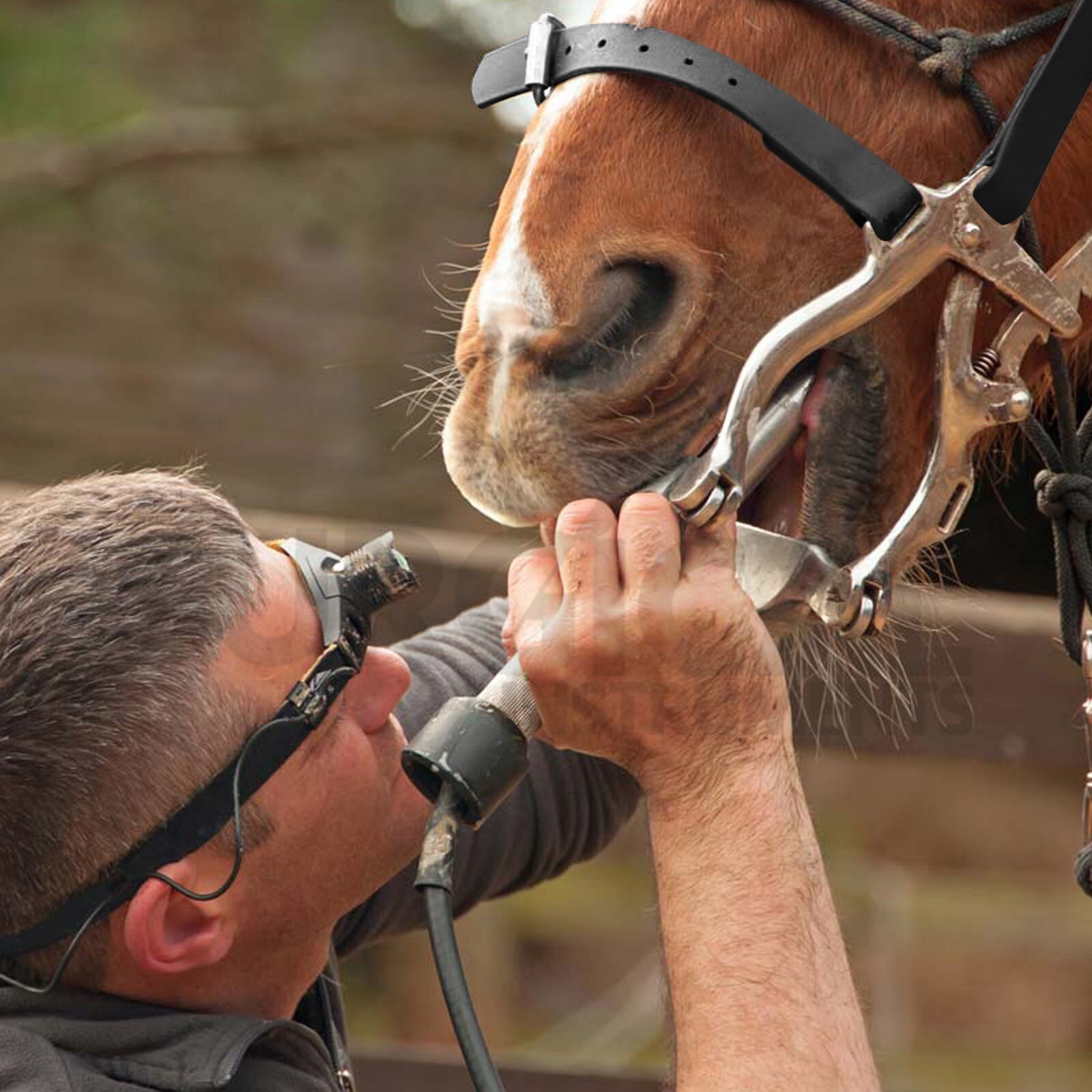 Equine Dental Speculum Horse Mouth Gag Stainless Leather McPherson German Grade