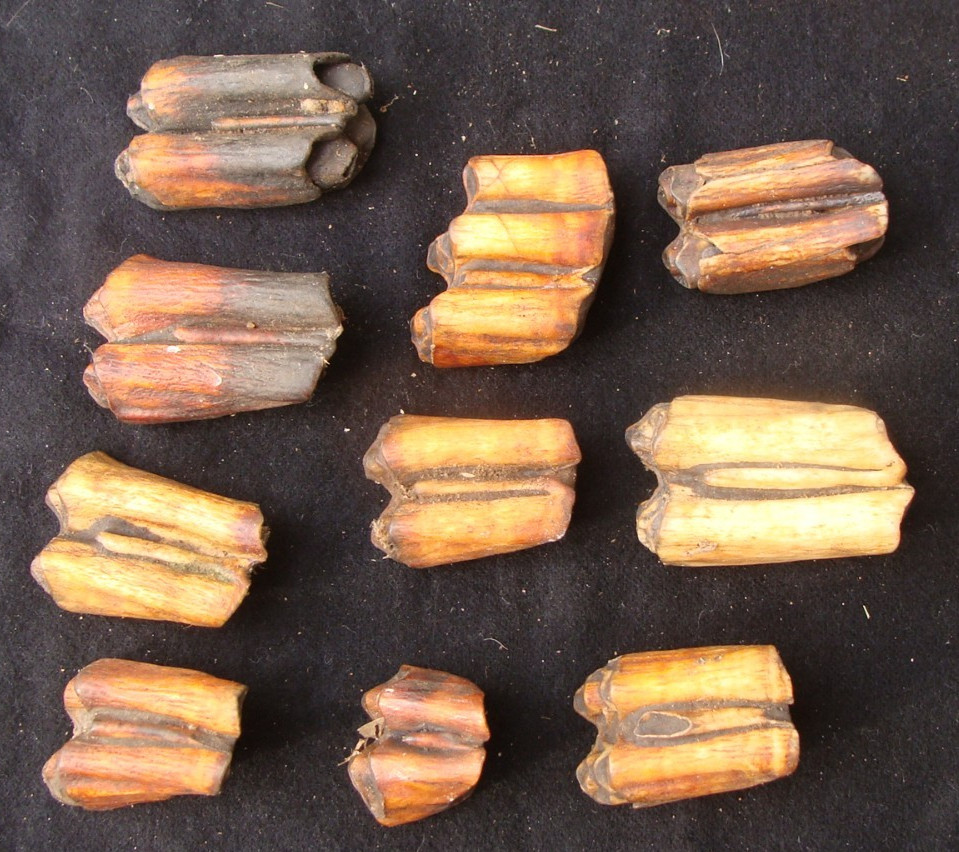 10 Super Color ICE AGE BISON LLAMA TEETH Georgia Florida FOSSIL ~27~