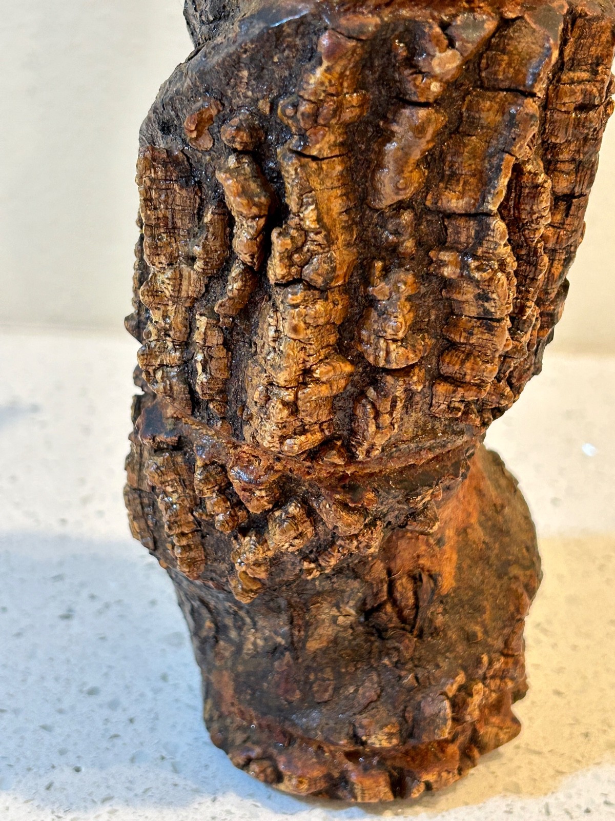 Burl Wood Bottle with Branch Handle from Parque Georgia Brazil - RARE Unusual!