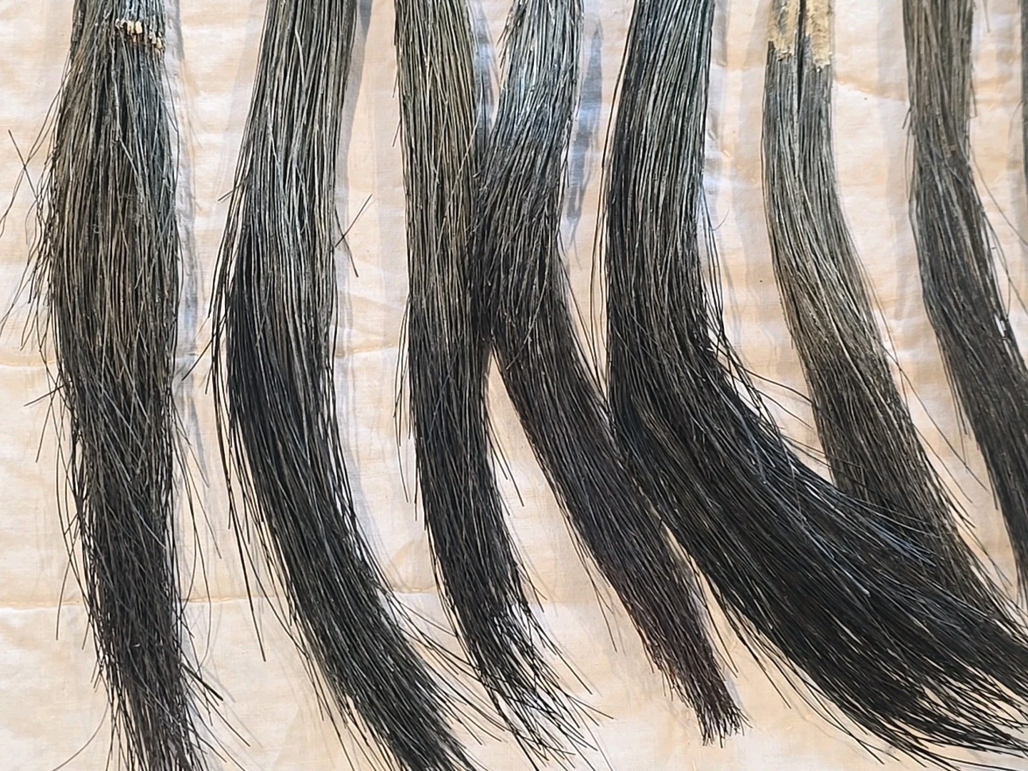 11 Giant Fat Wild Turkey Beards Taxidermy Bird Crafts 9-12" #1