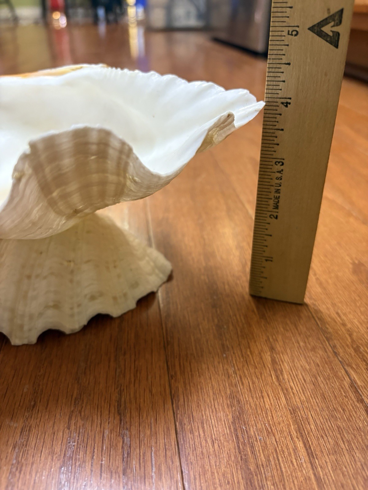 Tridacna Clam Shell Dish Trinket Soap Dish Centerpiece Display 9” Wide