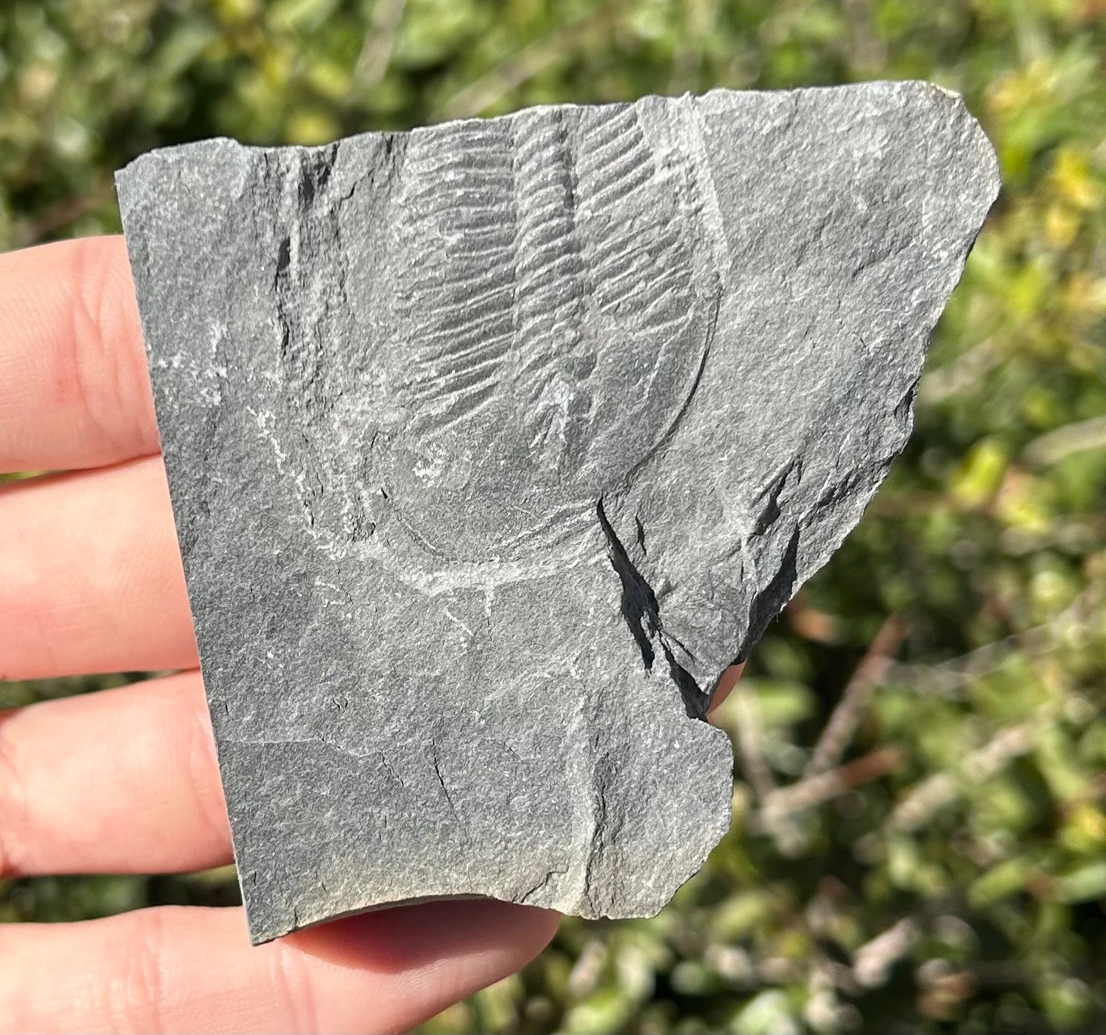 Washington Fossil Trilobite Ogygopsis Metaline Formation Cambrian Bug in Matrix