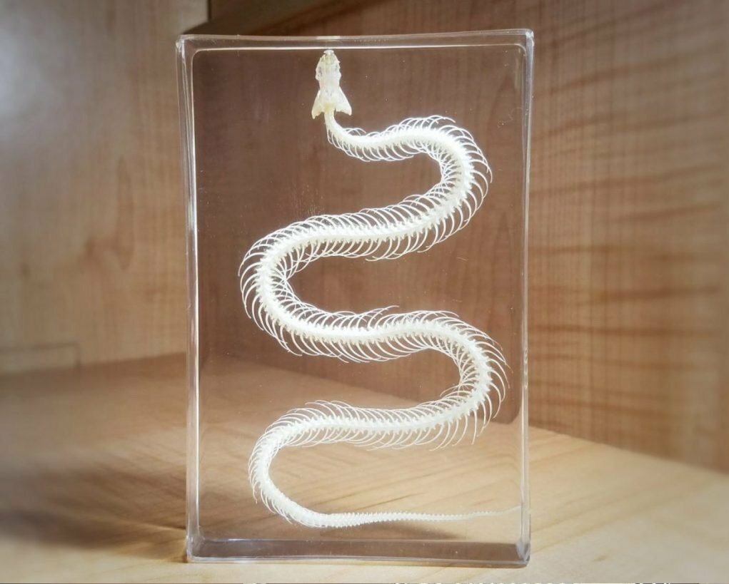 Large Snake Skeleton In Resin, Animal Skeletons, Oddities, Hypsiscopus Plumbea