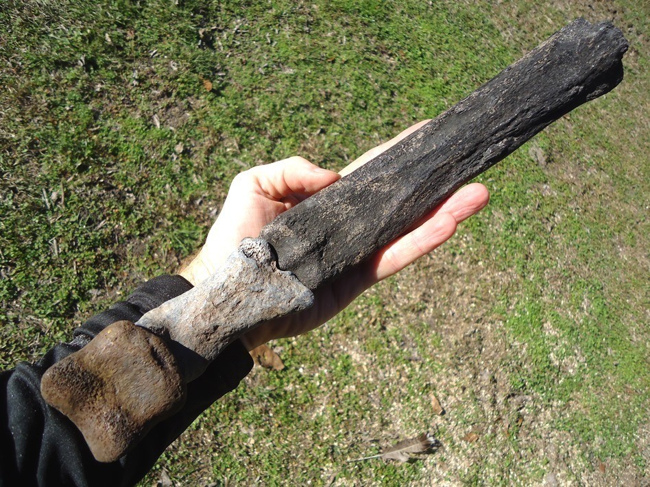 Horse Leg Mount Florida Fossil Ice Age Extinct Equus Hoof Bones Tooth