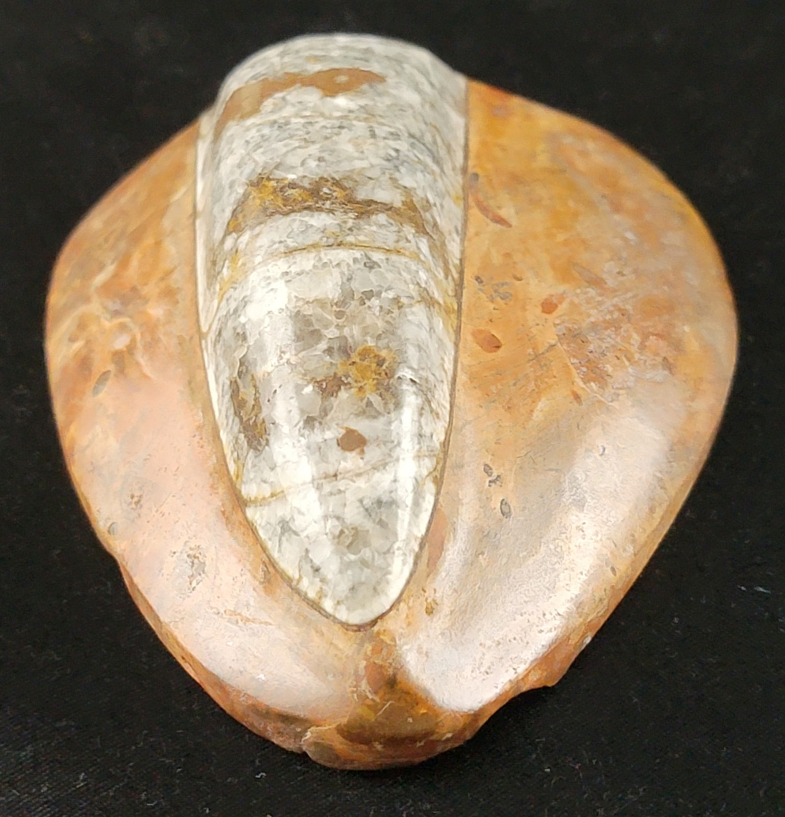 Vintage Ancient Orthoceras Squid Shell Fossil Morocco Approx 3.5" & 4.5" Lot of