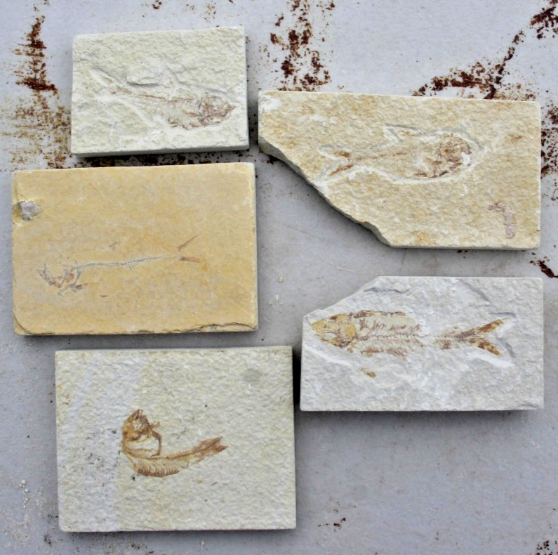 5 Baby Fossil Fish #27 •  Knightia & Diplomystus • Ave. Length 2.25" - 2.5"