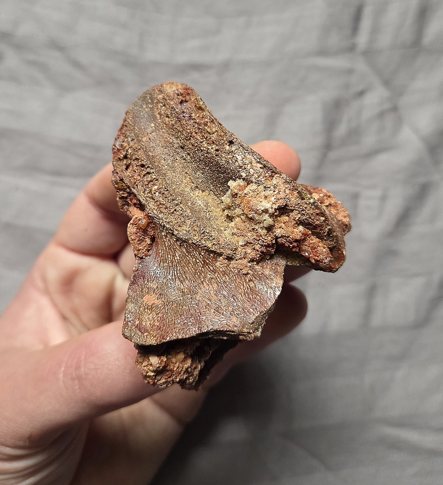 Rare Giant Coelacanth Mawsonia Fossil Fish Skull Bone Cretaceous Kem Kem Beds