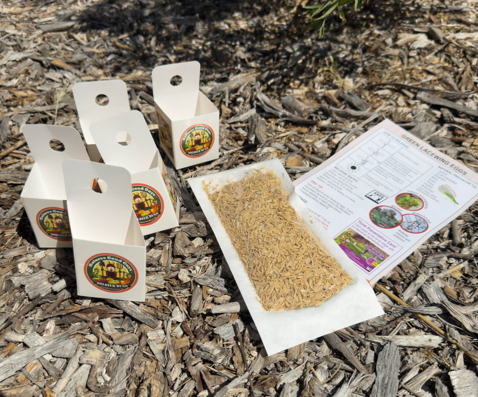 Green Lacewing Eggs in Rice Hulls - 1,000 Count - Aphid Exterminator