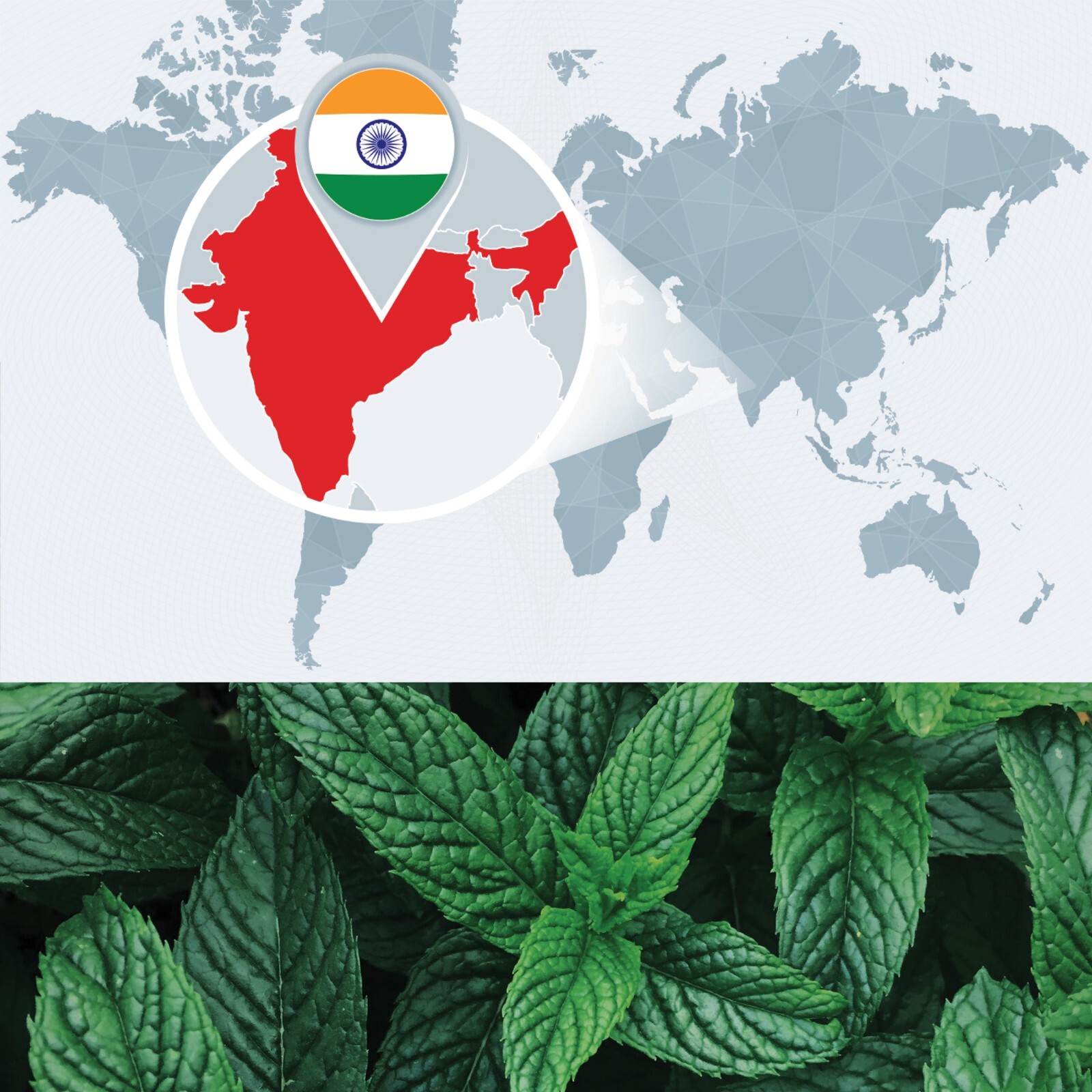 Bulk Peppermint Essential Oil - Large Wholesale Size - 100% Pure and Undiluted