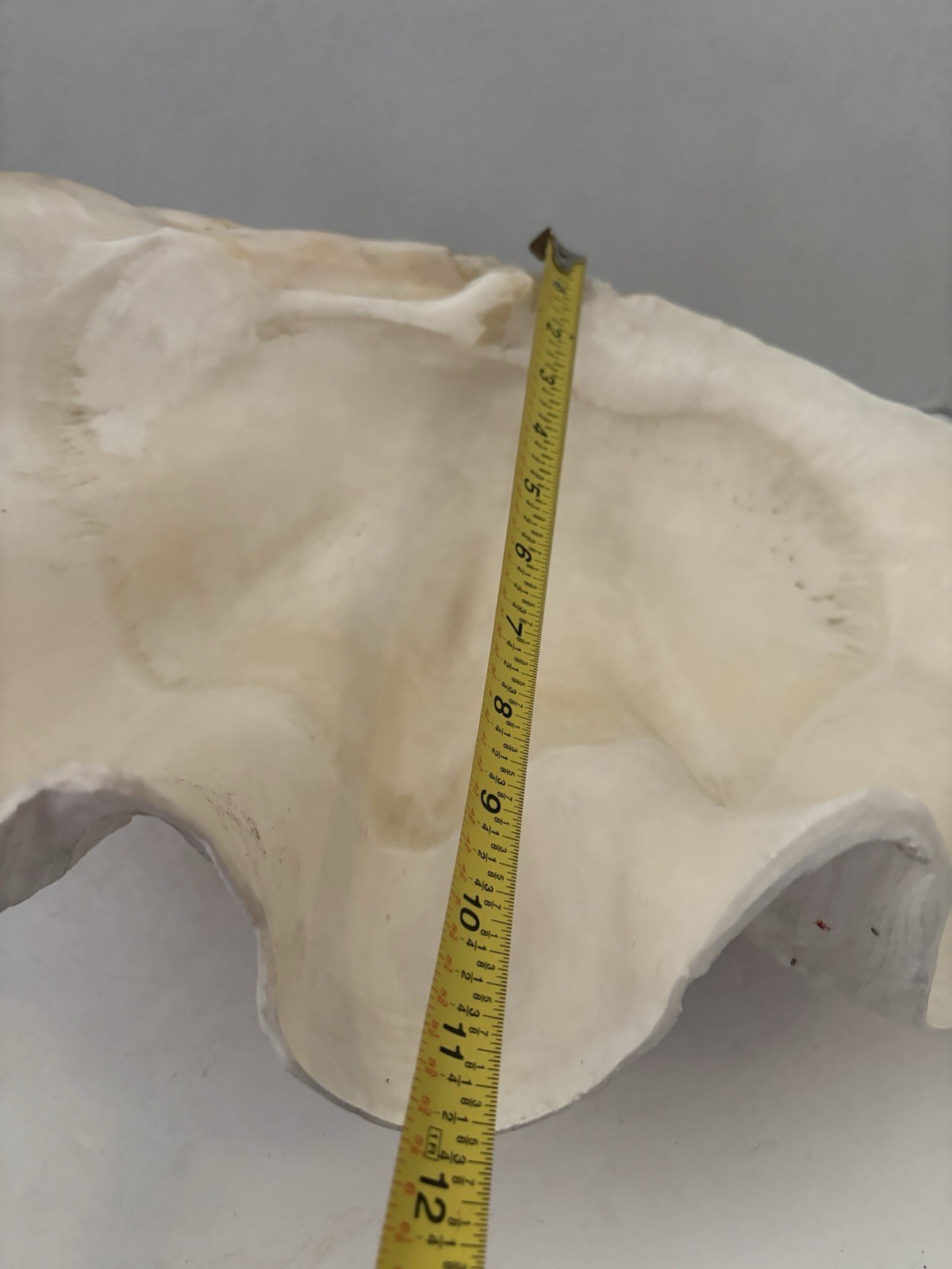 Very Rare 17” Giant Clam Shell Tridacna Gigas 17x 12x 7