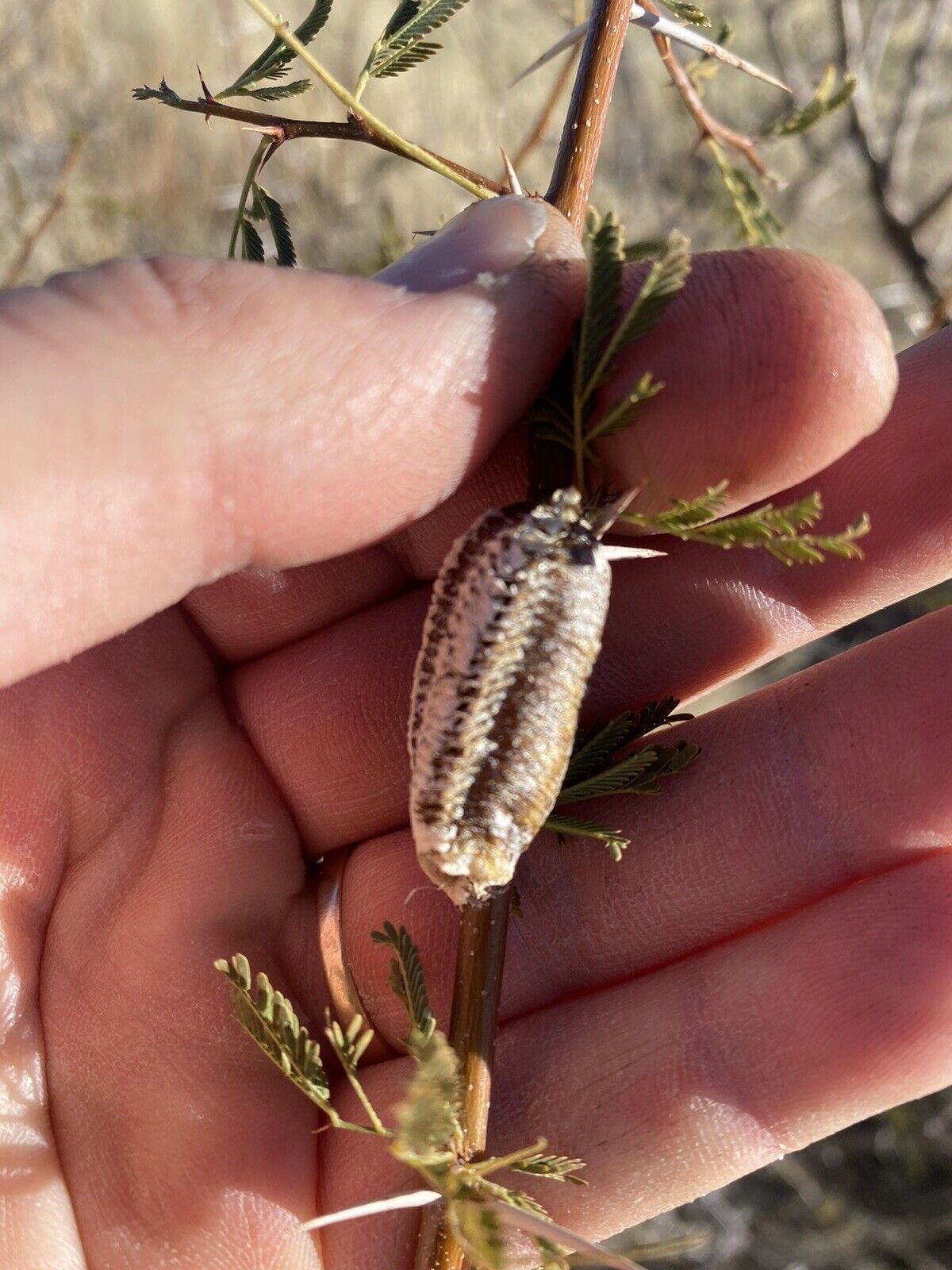 5 Freshly Harvested Carolina Praying Mantis Egg Cases Fresh Picked 2026 season.