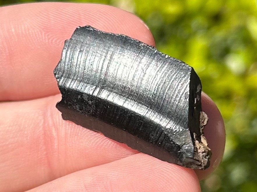 Fossil Giant Armadillo Tooth Holmesina Pleistocene Ice Age Mammal Florida