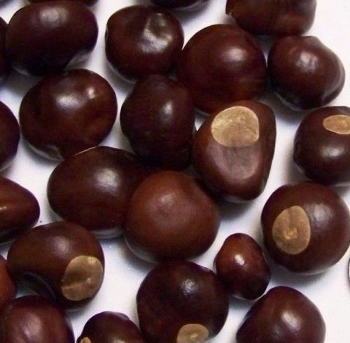Ohio Buckeye Nuts Buy 1 10 25 50 or 100 Dried 2024 Crop Football Craft Lot