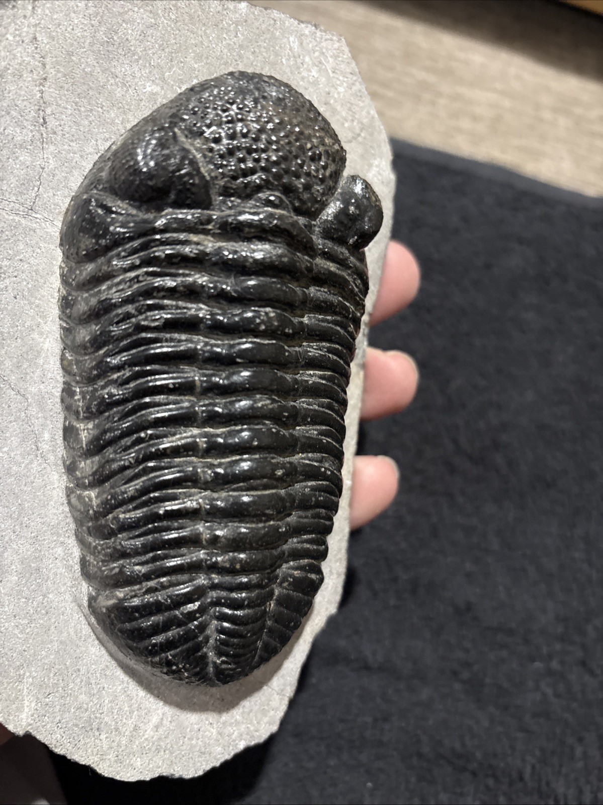 Really Nice Symmetrical 4 1/4+ Inches A Bit Shiny Oddly Cut Underneath Drotops