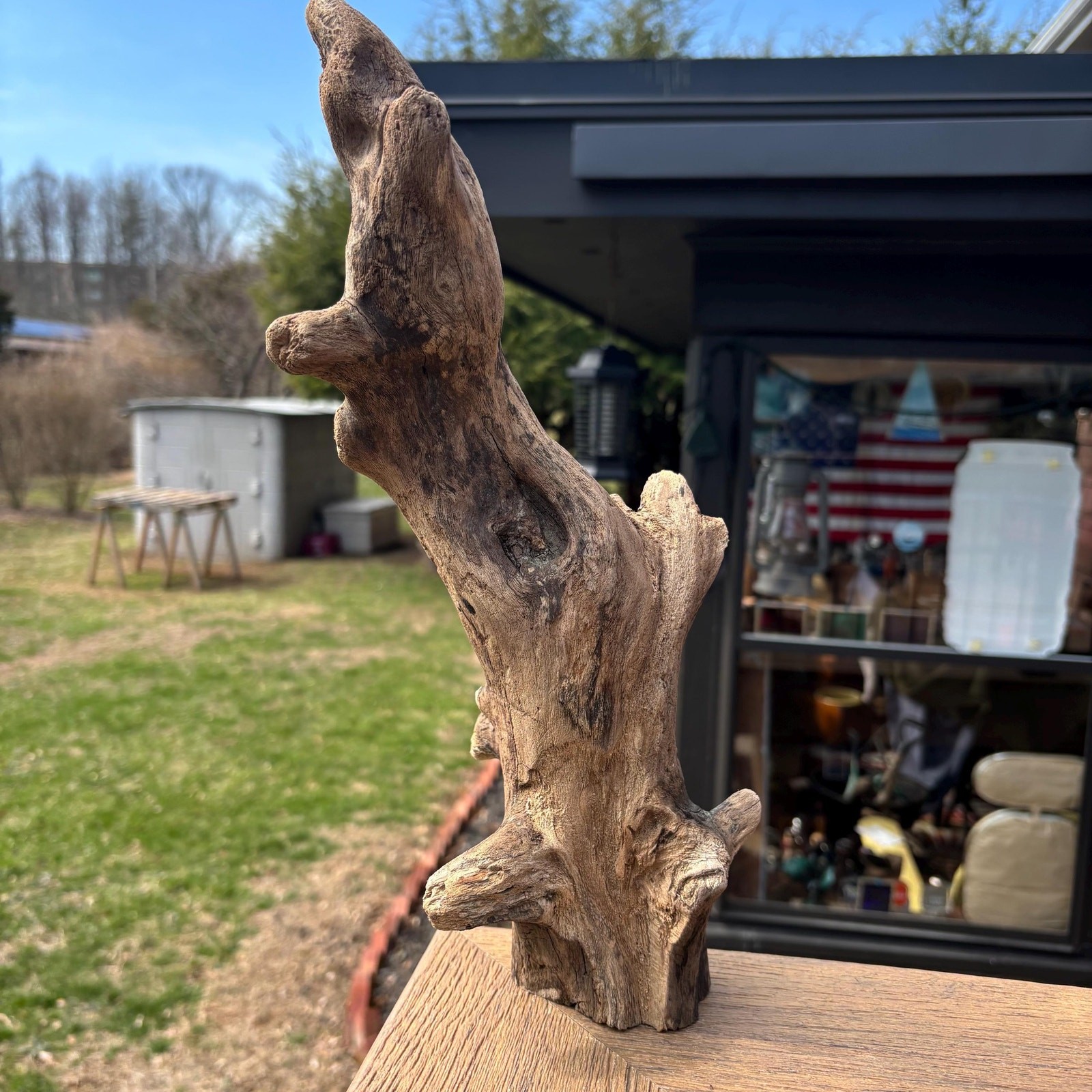 Knobby Tree Shaped Driftwood 14x5x5 – Sculptural Natural Wood Decor