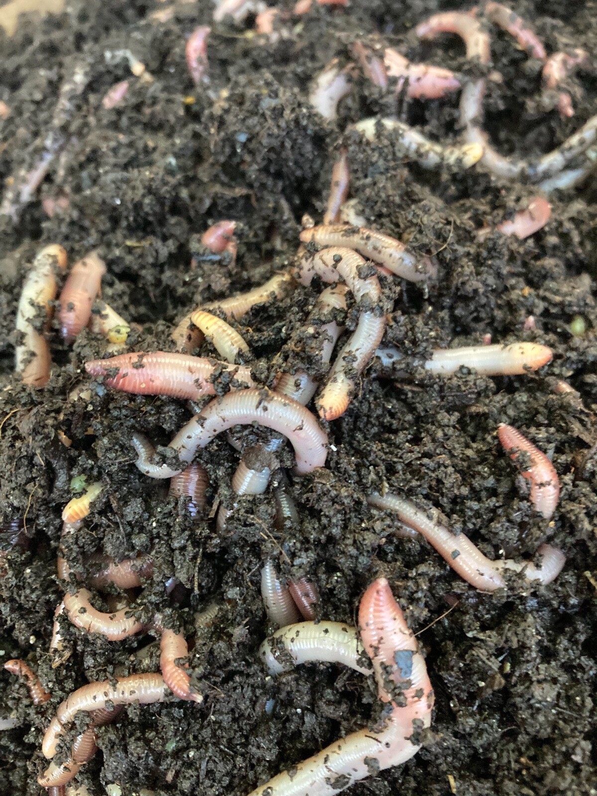 1 Lbs Live European Nightcrawlers  Compost worms