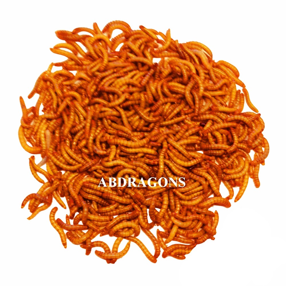 Live Mealworms Sizes: sm,med,lrg,giants Qty:50-2,000 Free Shipping or FedEx!!