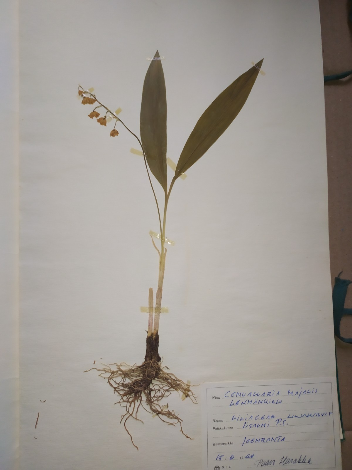 Antique Finnish Herbarium Botanical Pressed Plant specimens scrapbook 60's 50's