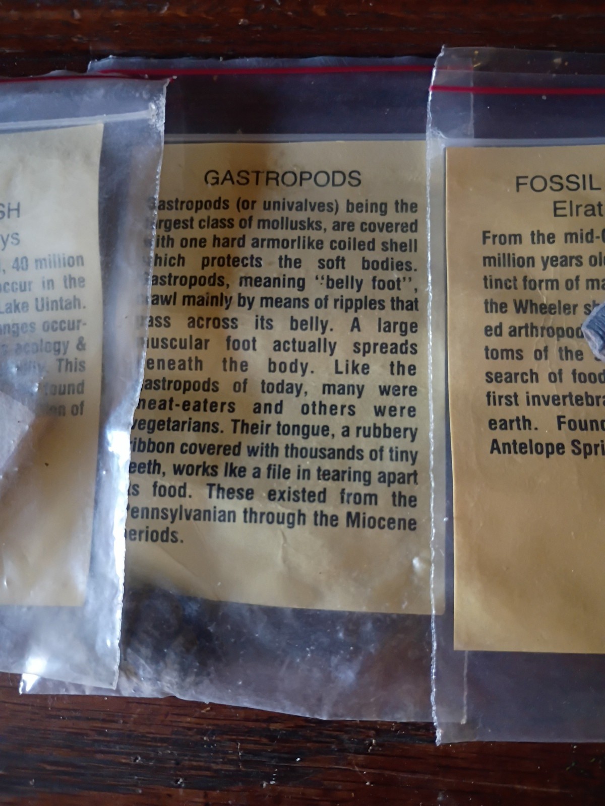 Vintage Fossil Specimens With Discription Cards Lot Of 6