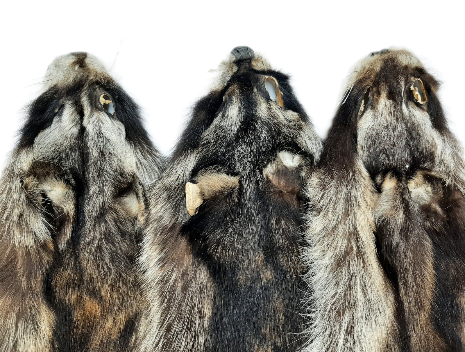 Soft Tanned Raccoon Premium Grade