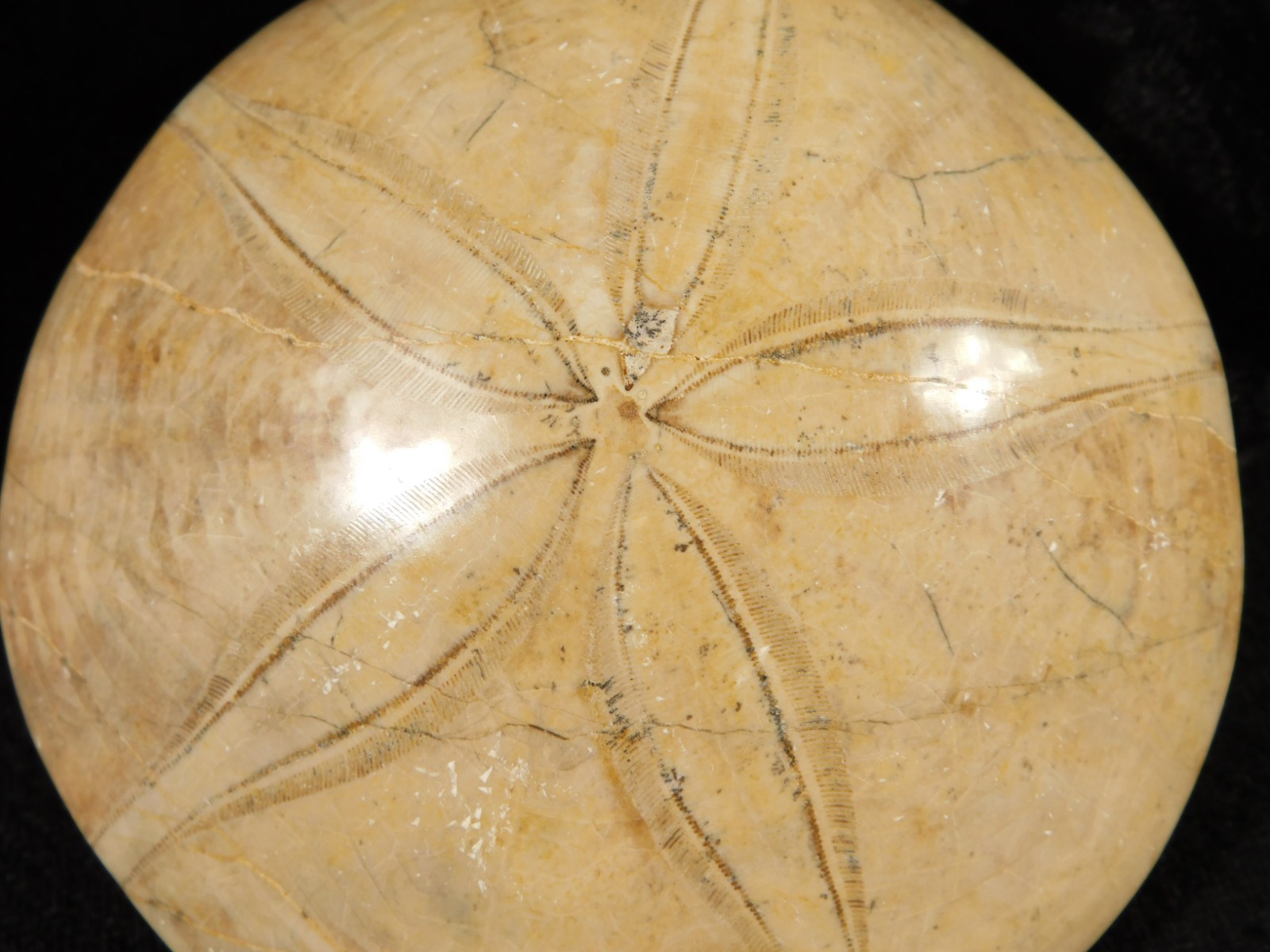 Big! Polished 150 Million Year Old! SAND DOLLAR Fossil Madagascar 219gr