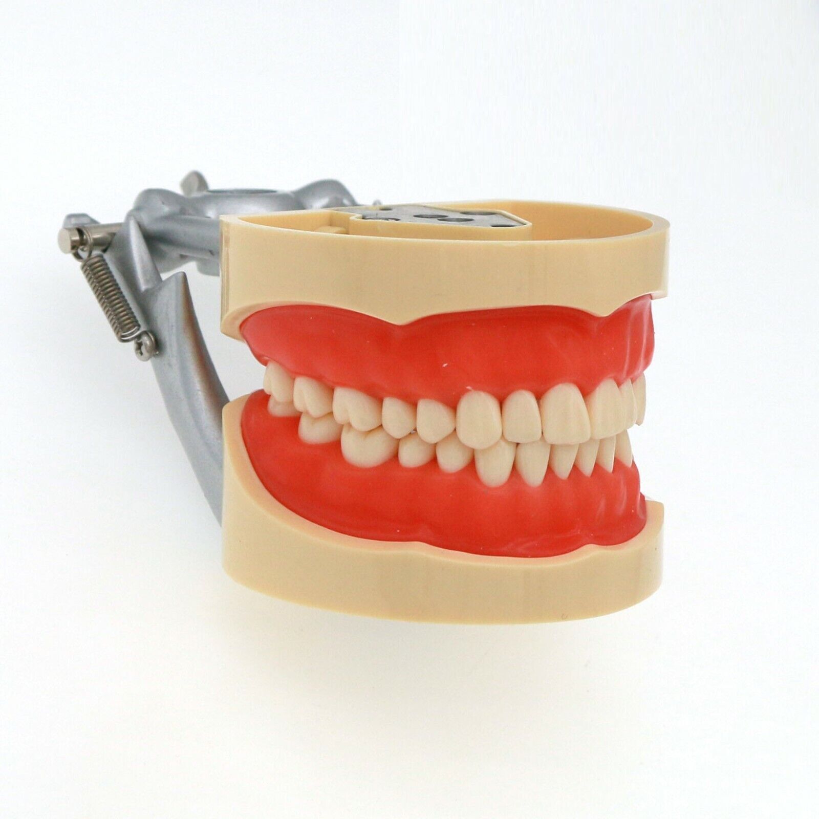 Dental 200 Type Typodont Model With Removable Teeth fit Kilgore NISSIN M8012