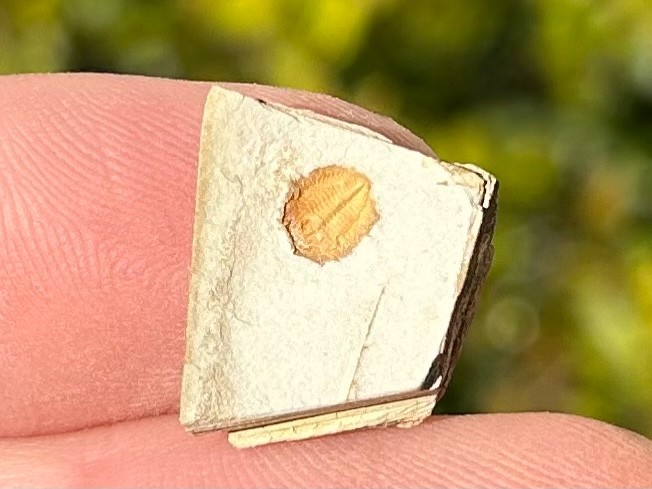 Georgia Fossil Trilobite Aphelaspis brachyphasis Conasauga Formation Cambrian