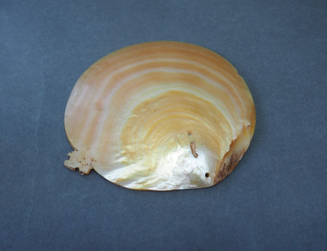 BEAUTIFUL OLD MOUNTED OCEANIC NEW BRITAIN PAPUA NEW GUINEA ARAWE CURRENCY SHELL