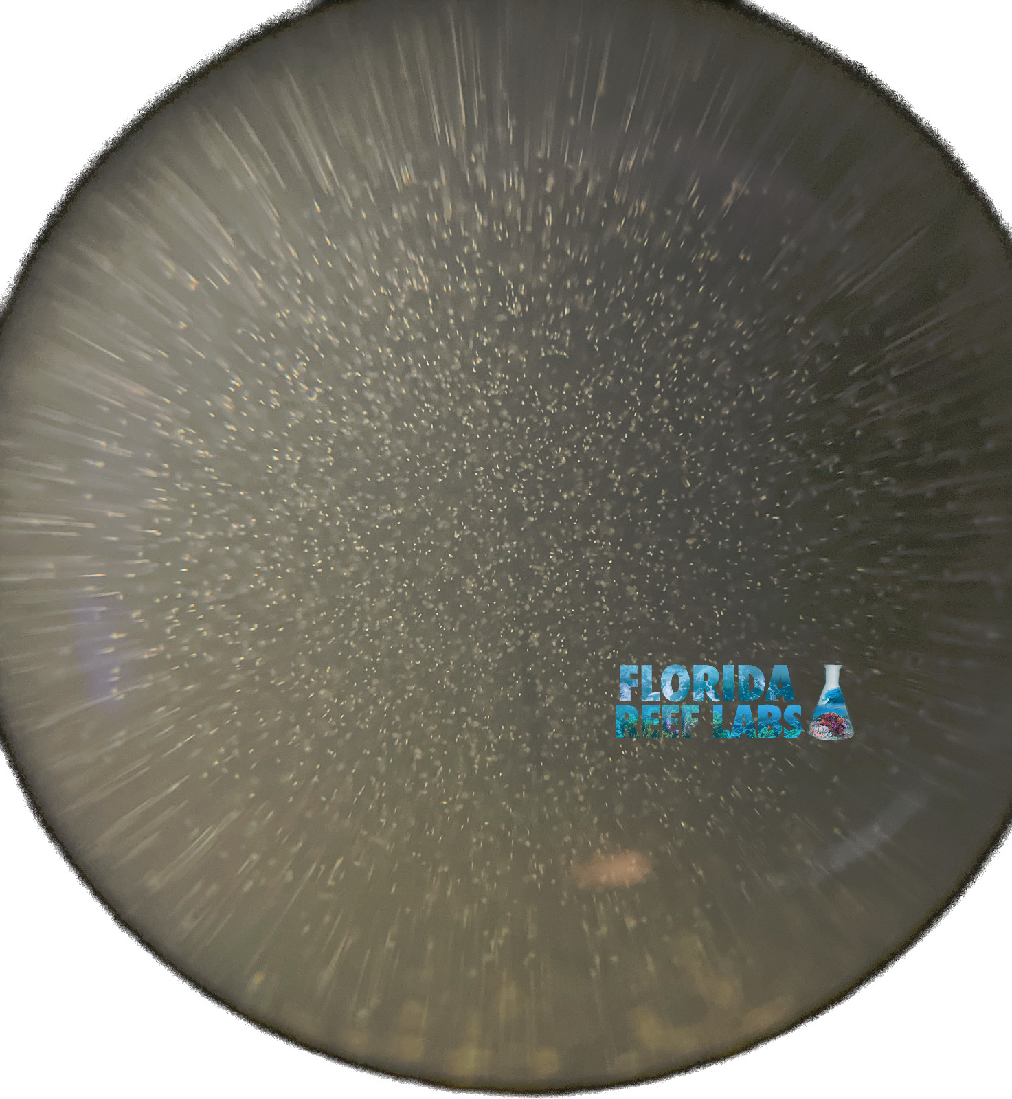 LIVE Copepods 16oz / Live Phytoplankton 16oz Combo - Florida Reef Labs®