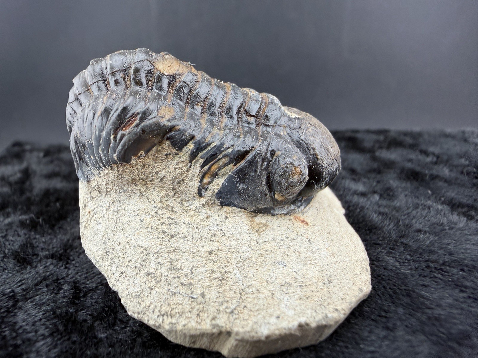 Trilobite Fossil in Sandstone Matrix from Morocco. 50 g.