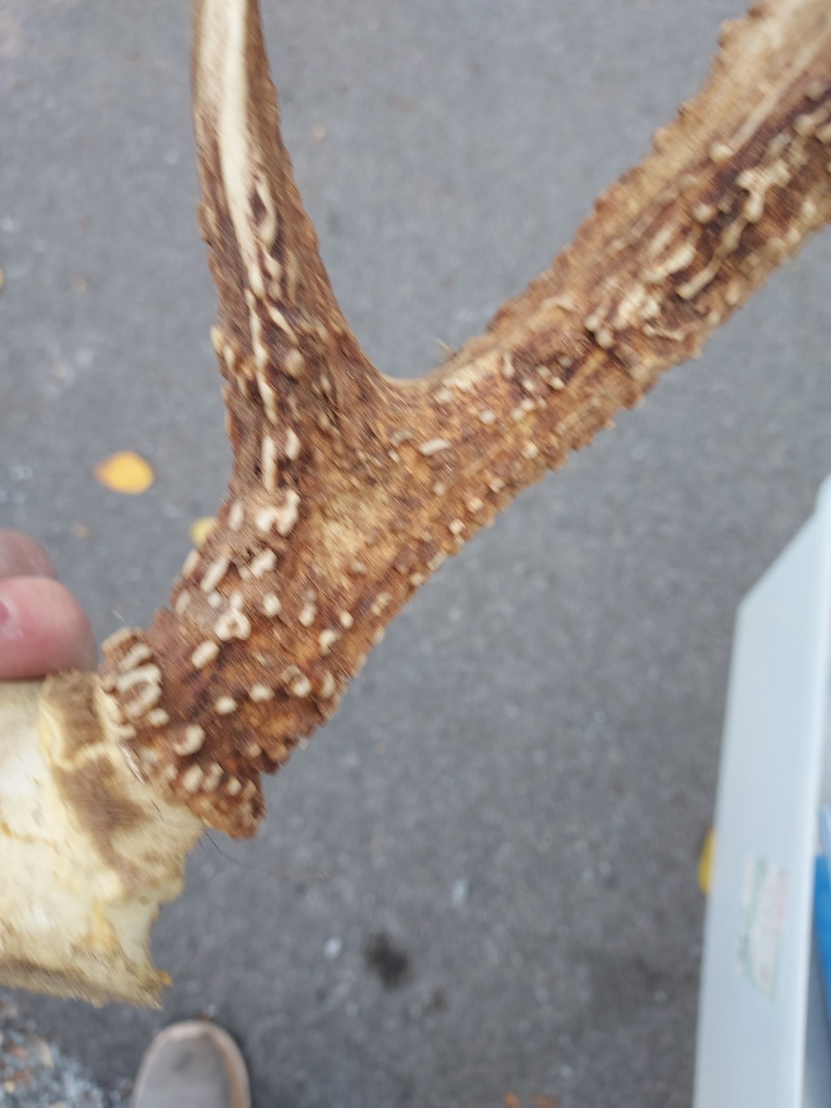 Vintage Unique 12 Point White Tail Deer Antlers