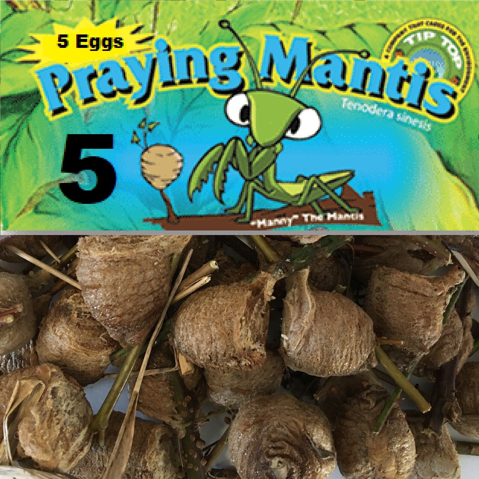 Fresh 5 Praying Mantis Egg Case + FREE Hatching Habitat Bag Picked 2025 Season
